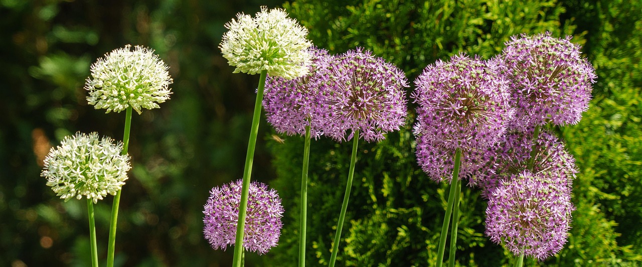 花好月又圓，免費(fèi)觀看指南與深度推薦