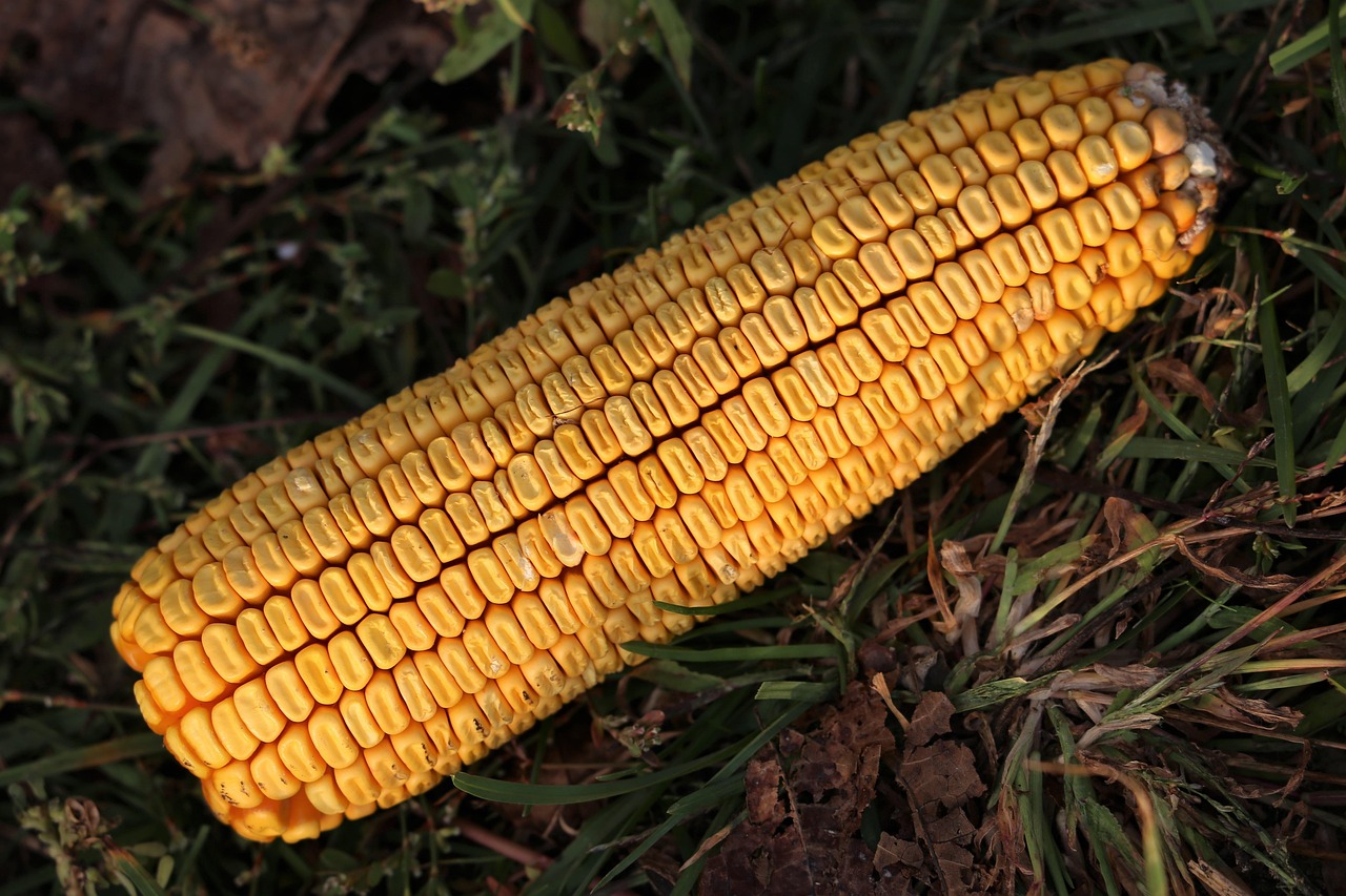 錦州玉米價格動態(tài)及分析概覽